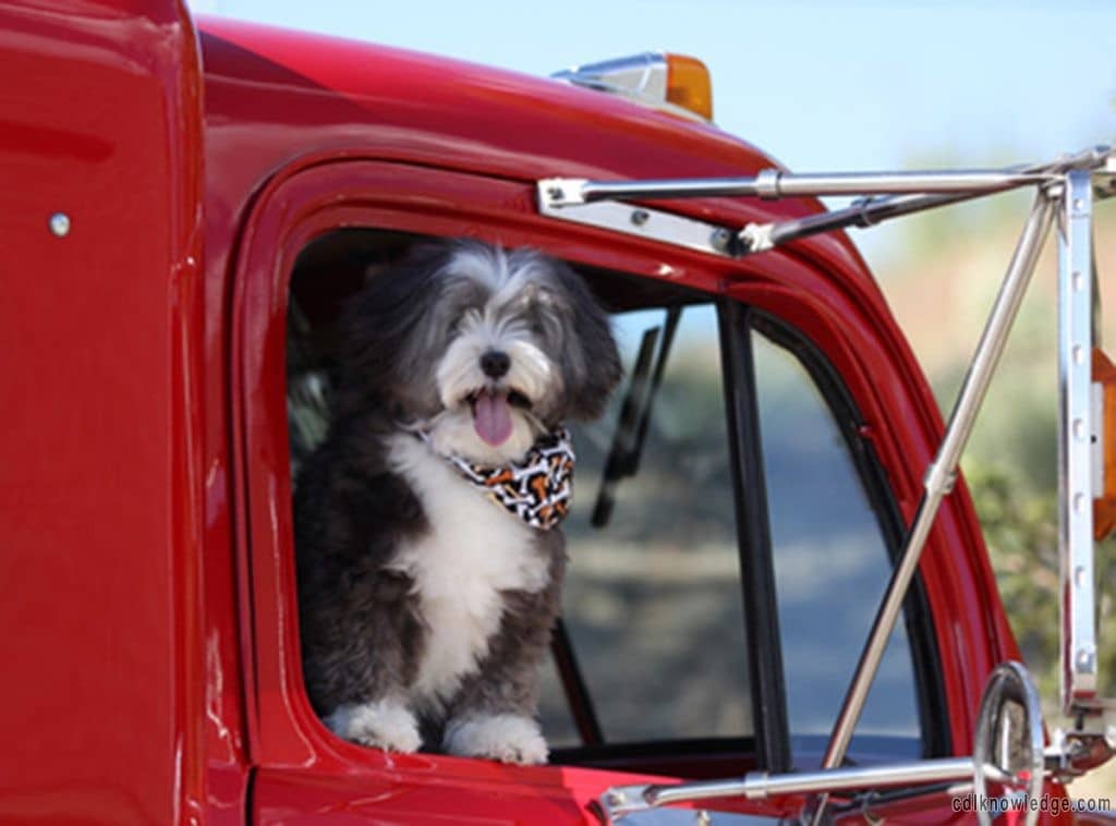 Trucking Companies With Pet Policy What You Need To Know CDL Knowledge