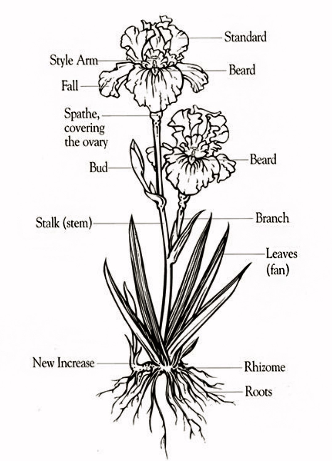 Iris terminology in catalogs abbreviations and notation