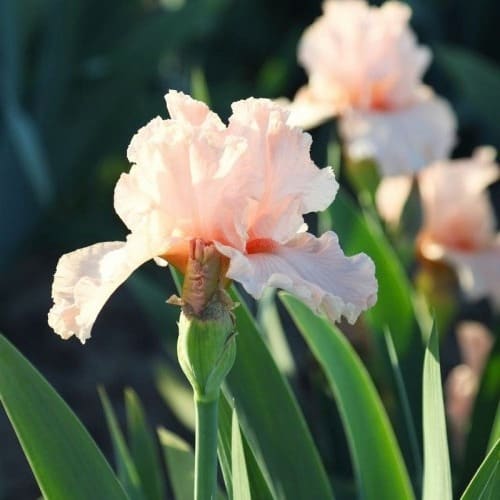 Iris Flowers Rainbow Plants in Your Garden