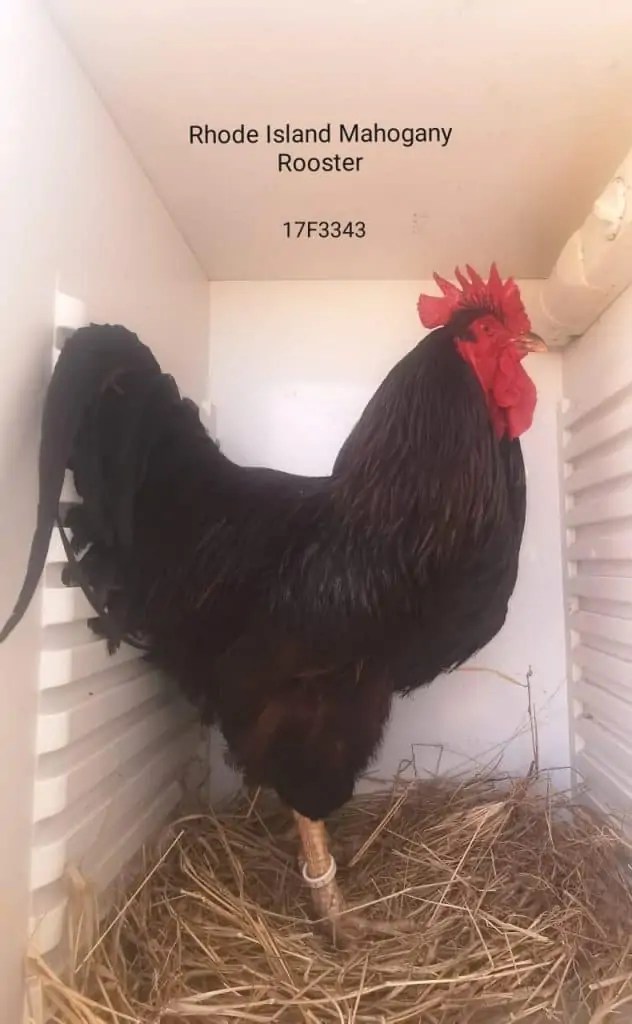 SPECPOL VIRTUAL ONLINE POULTRY AUCTION CDP Auctioneering