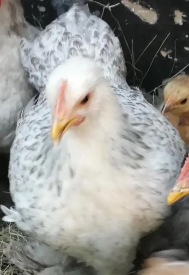 SPECPOL VIRTUAL ONLINE POULTRY AUCTION CDP Auctioneering