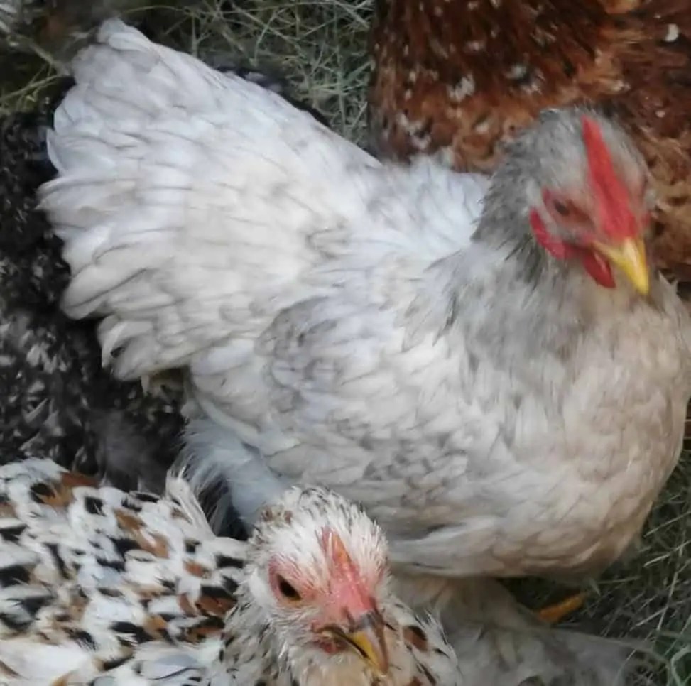 SPECPOL VIRTUAL ONLINE POULTRY AUCTION CDP Auctioneering