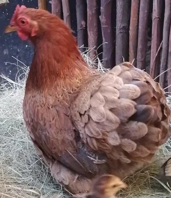 SPECPOL VIRTUAL ONLINE POULTRY AUCTION CDP Auctioneering