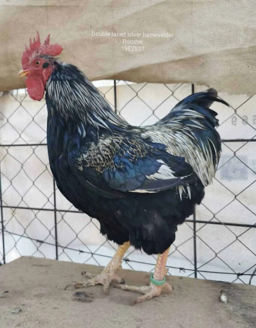 SPECPOL VIRTUAL ONLINE POULTRY AUCTION CDP Auctioneering