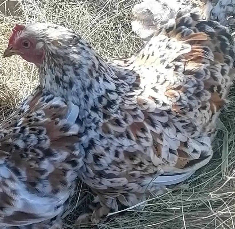 SPECPOL VIRTUAL ONLINE POULTRY AUCTION CDP Auctioneering