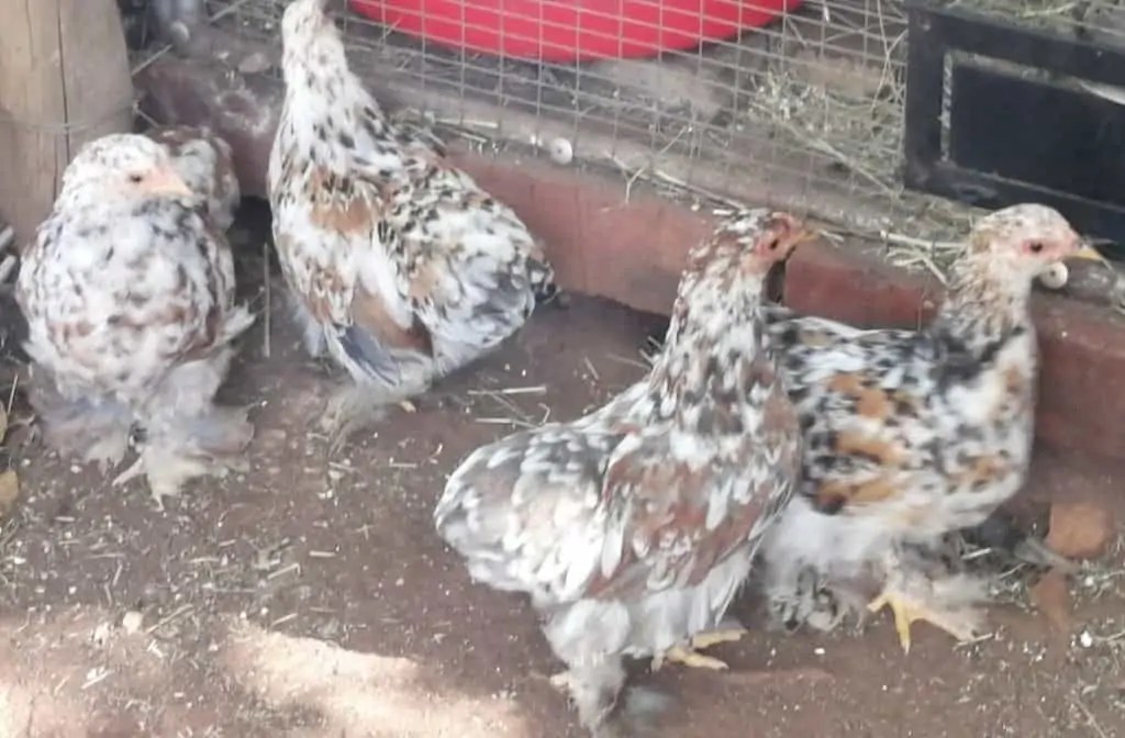 SPECPOL VIRTUAL ONLINE POULTRY AUCTION CDP Auctioneering