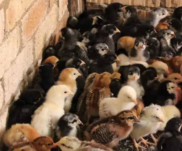 SPECPOL VIRTUAL ONLINE POULTRY AUCTION CDP Auctioneering