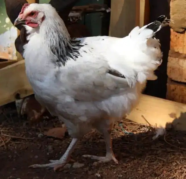 SPECPOL VIRTUAL ONLINE POULTRY AUCTION CDP Auctioneering