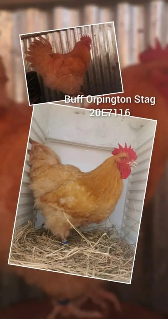 SPECPOL VIRTUAL ONLINE POULTRY AUCTION CDP Auctioneering