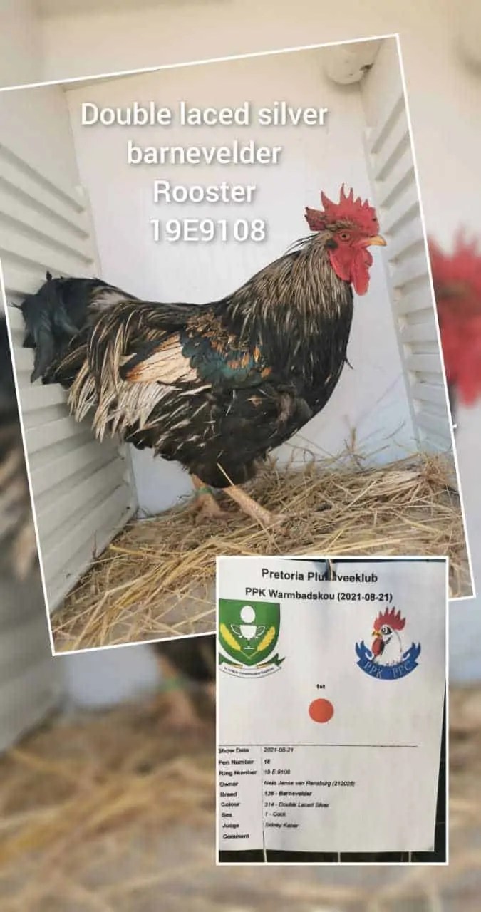 SPECPOL VIRTUAL ONLINE POULTRY AUCTION CDP Auctioneering