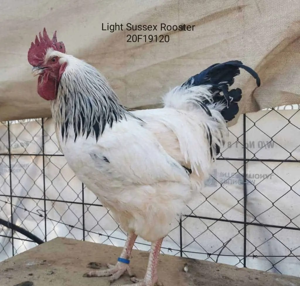 SPECPOL VIRTUAL ONLINE POULTRY AUCTION CDP Auctioneering