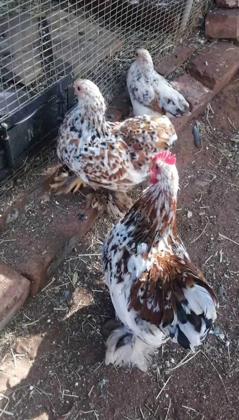 SPECPOL VIRTUAL ONLINE POULTRY AUCTION CDP Auctioneering