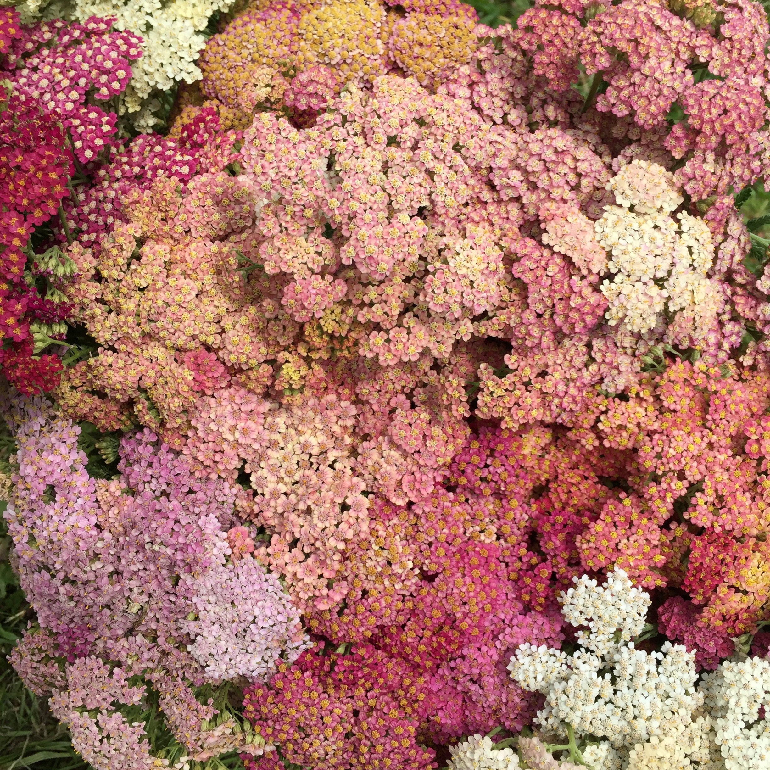 Cottage yarrow Cedar Farm Wholesale