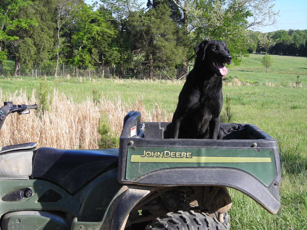 Professionally Trained Hunting Labrador Retrievers For Sale Cedar