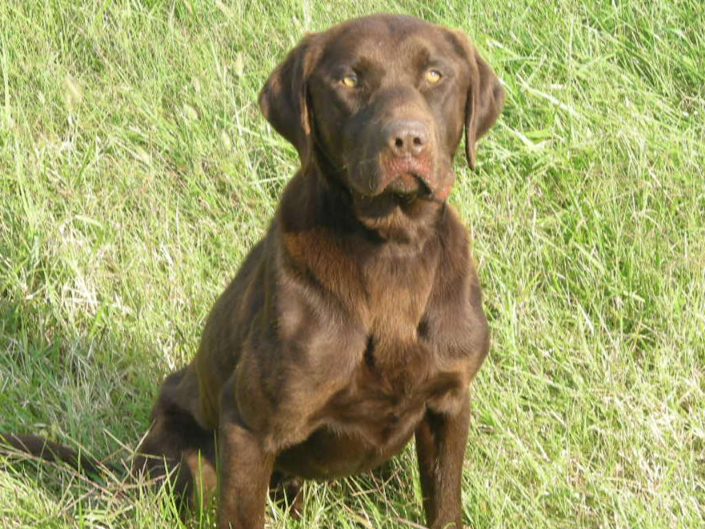 Professionally Trained Hunting Labrador Retrievers For Sale Cedar