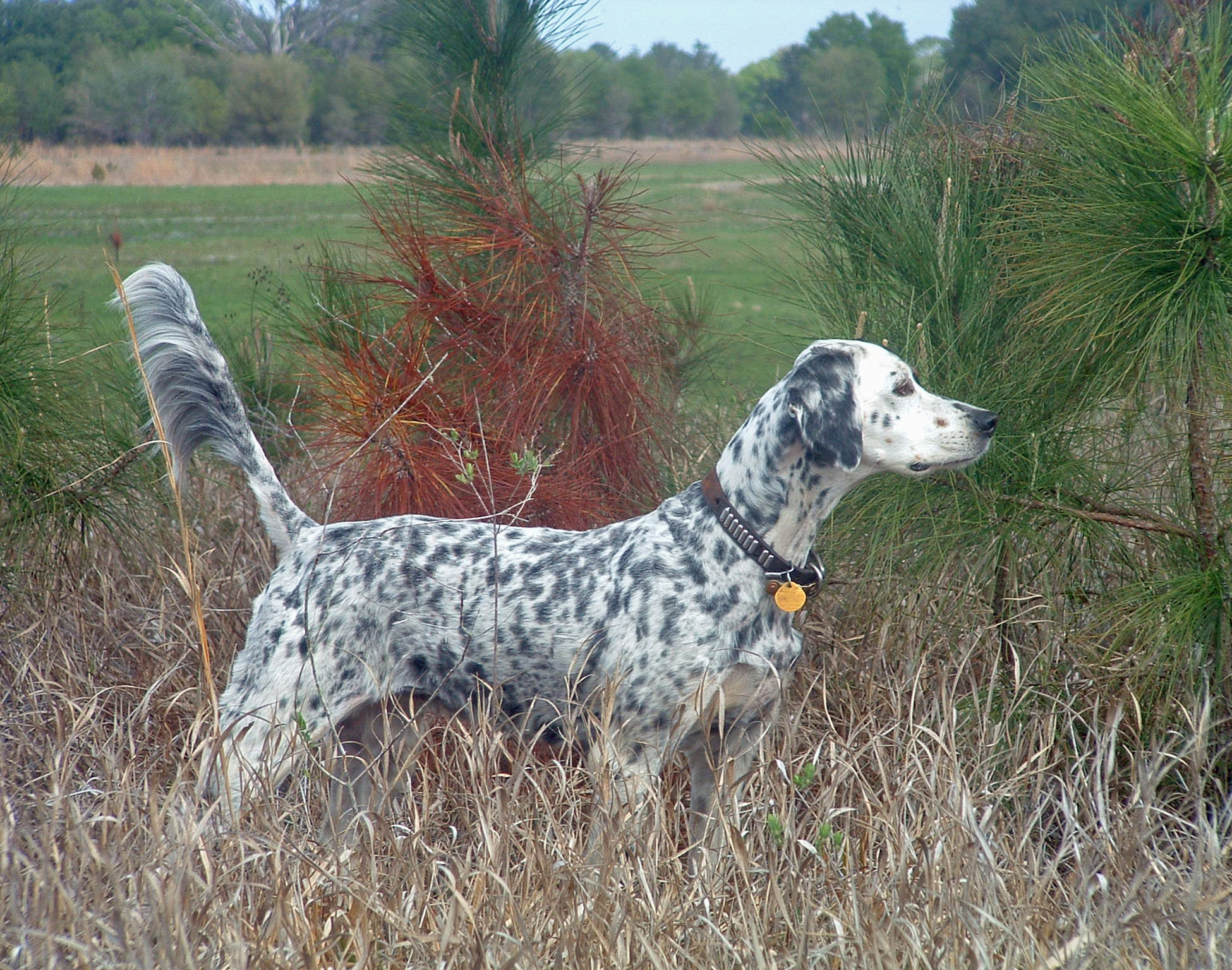 Bird Dog Training Pointing Dog Training Upland Gun Dog TrainingField
