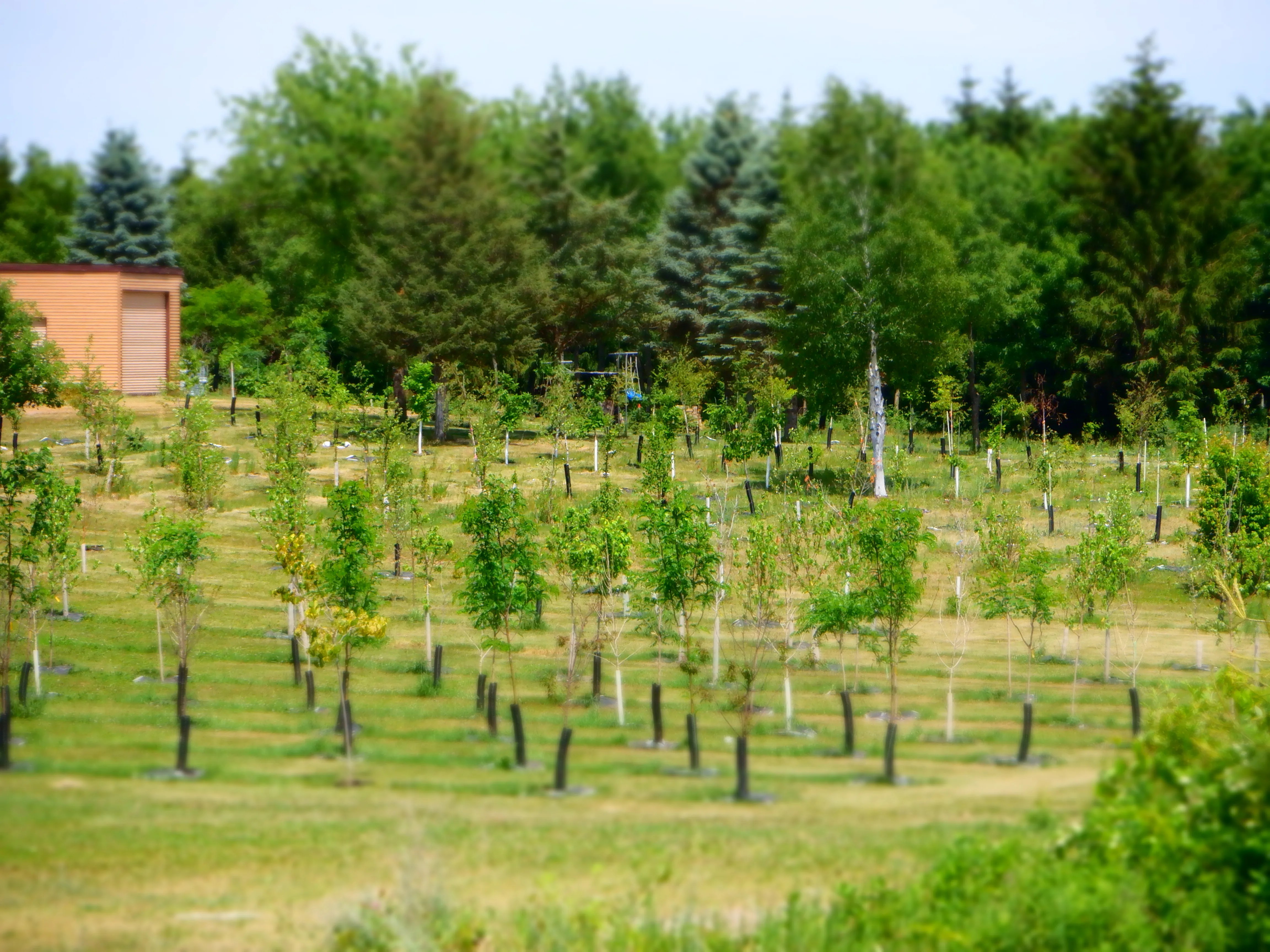 Cedar Valley Nursery Gallery