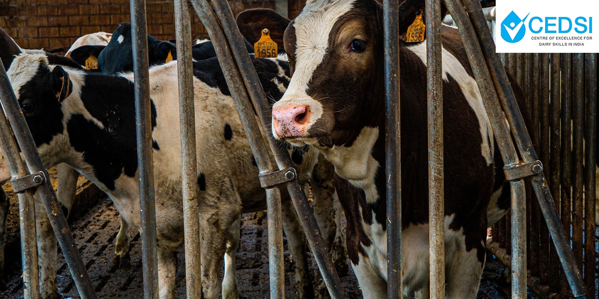 Artificial Insemination in Dairy