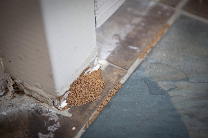 Is it Termites or Water Damage CED Technologies, Inc.