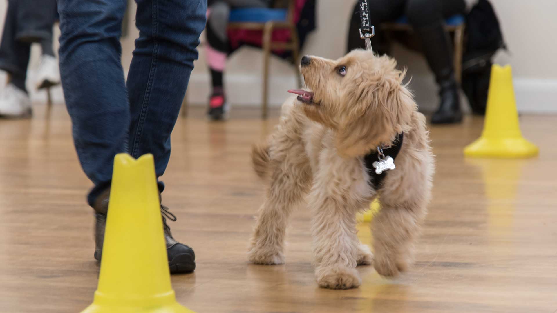 Intro Course Central Essex Dog Training Society