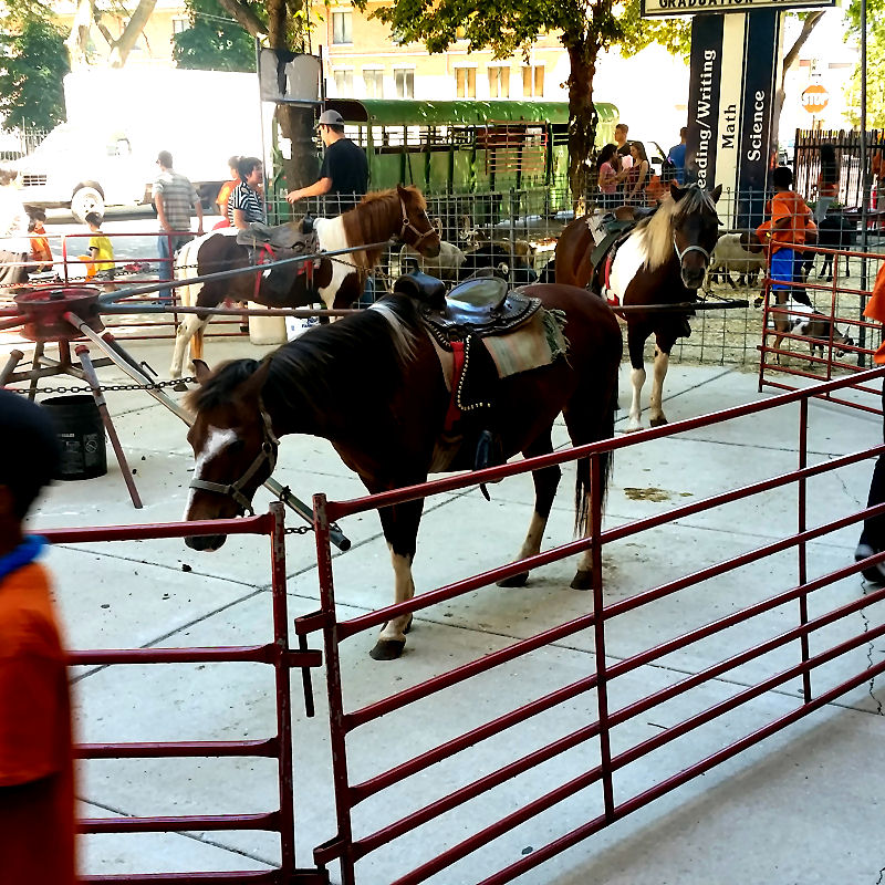 Pony Ride Rentals Clowning Around & Celebration Authority