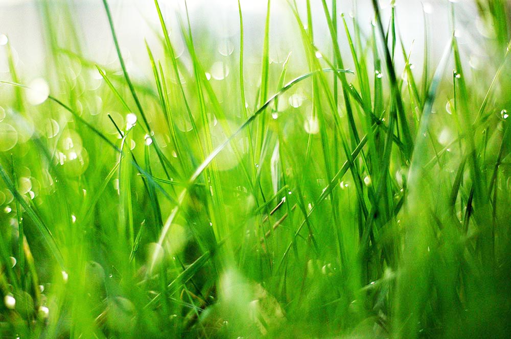 Analysis of Grass, Cellulose Content of Grass, Lignin Content of Grass