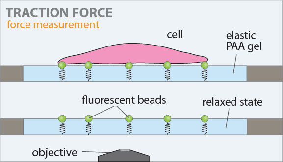 Cellmechanics