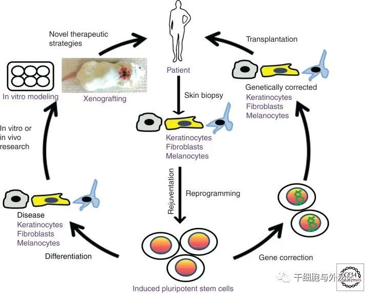 科罗拉多大学 诱导多能干细胞（iPSC) 在皮肤科中的应用干细胞&免疫细胞行业垂直媒体