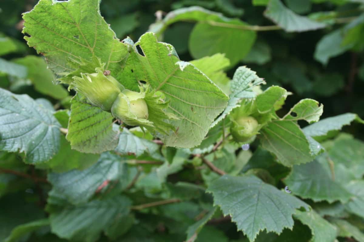 Haselnuss Corylus avellana