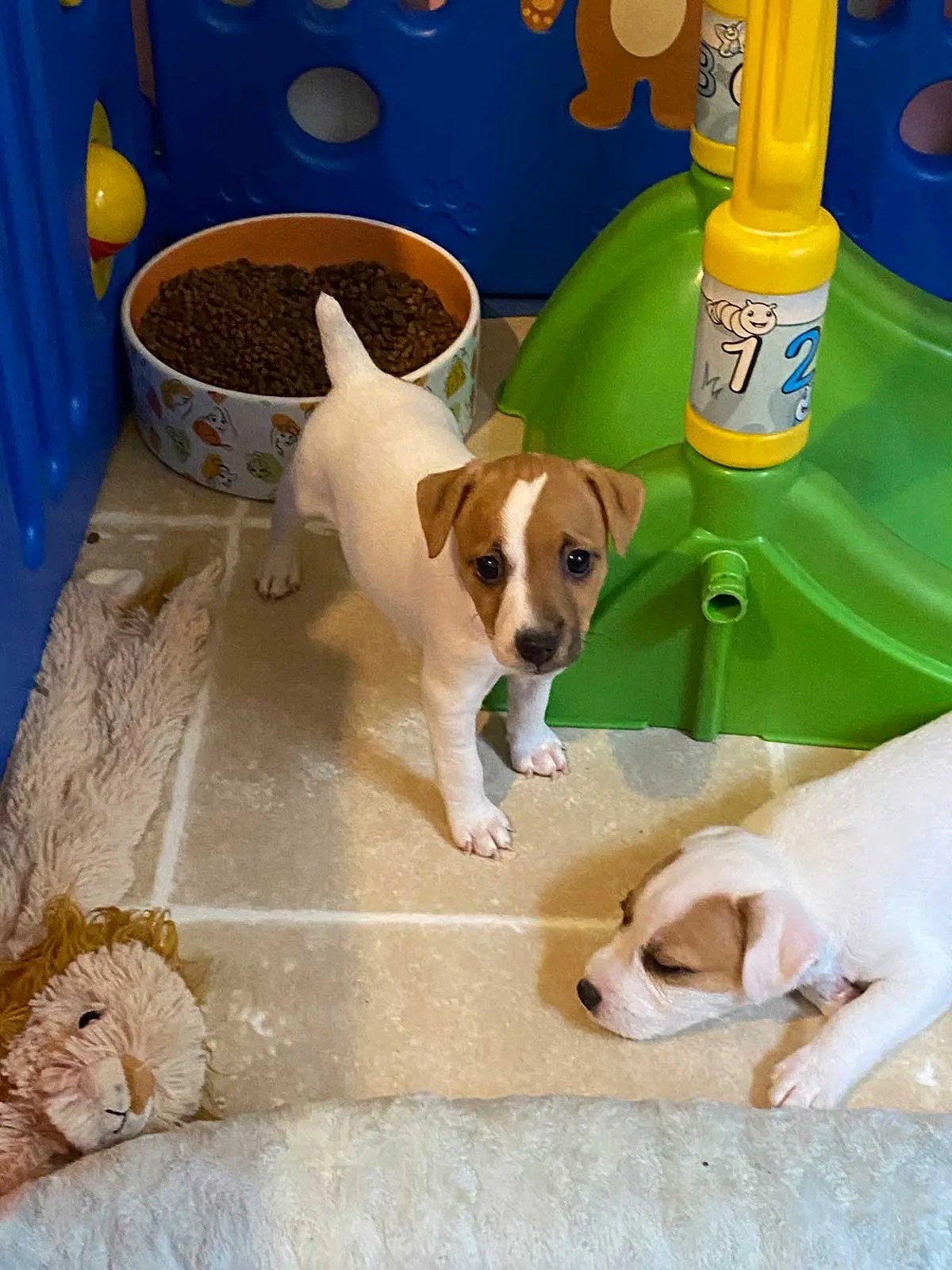 CELTIC RIVER Jack Russell Terrier Dogs and Puppies for sale in Florida