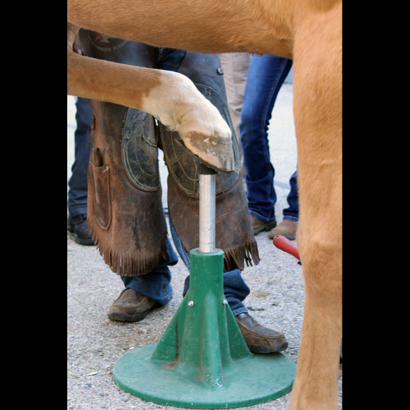 Mini Hoof Jack Order Hoofjack Mini Hoof Stand