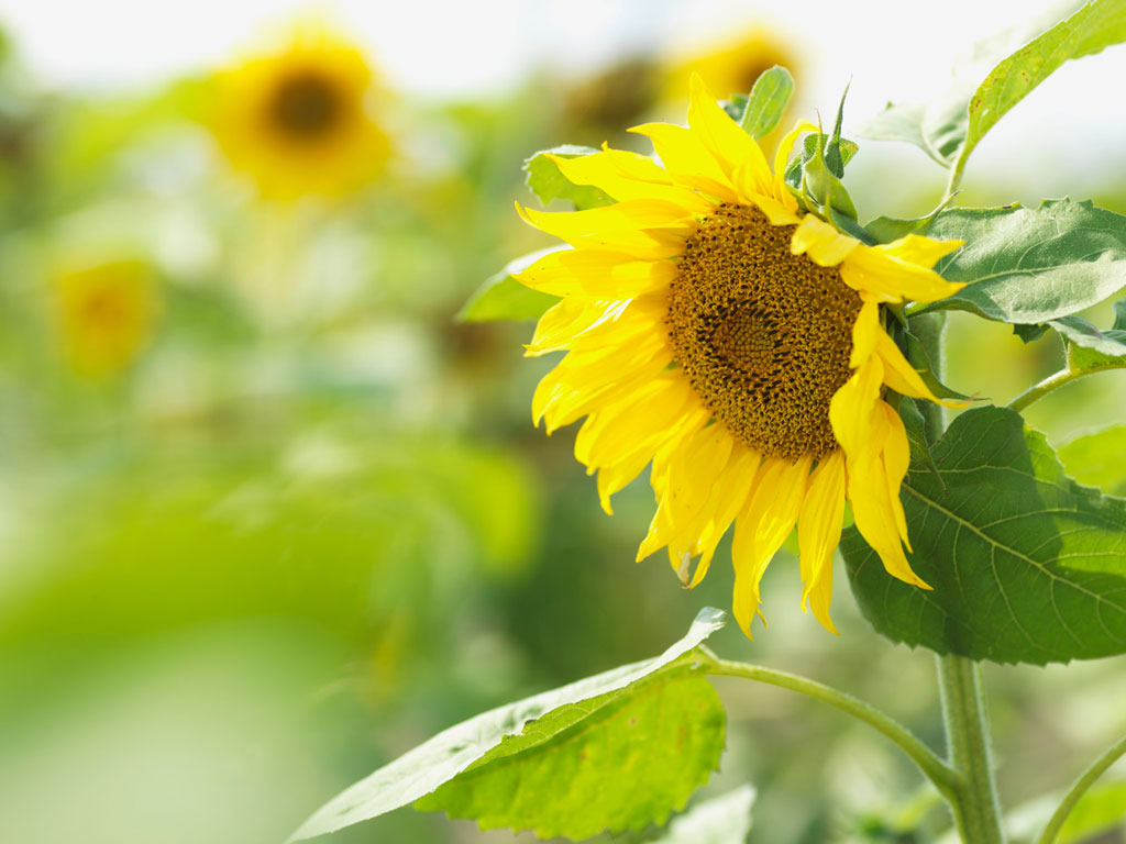 Centered Therapy Chicago North Center Psychotherapy Practice