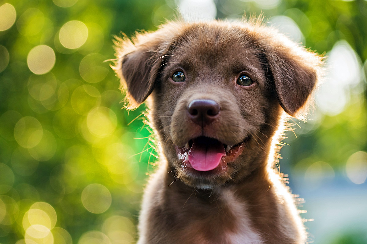 Puppy Hour - Free Puppy Socialization at Central Bark USA