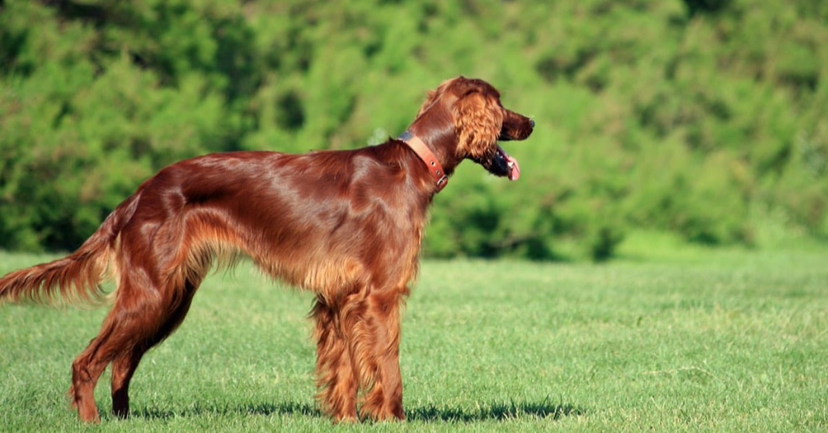 The Dogs of Ireland Central Bark USA
