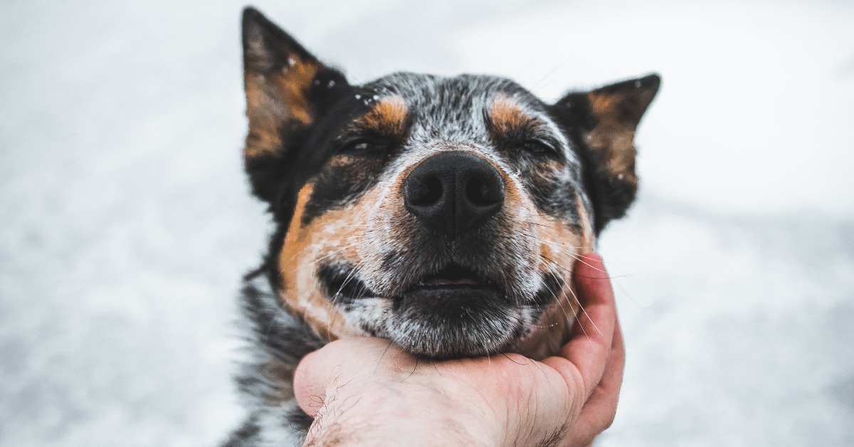 Petting a Dog is Good for You and Your Brain Central Bark USA