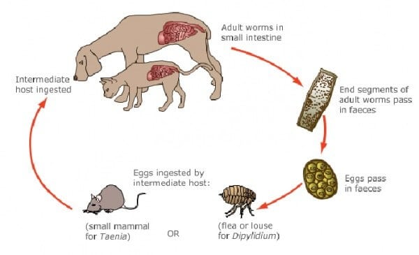 Maybe you would like to learn more about one of these? Tapeworms In Dogs Causes Prevention And Treatments