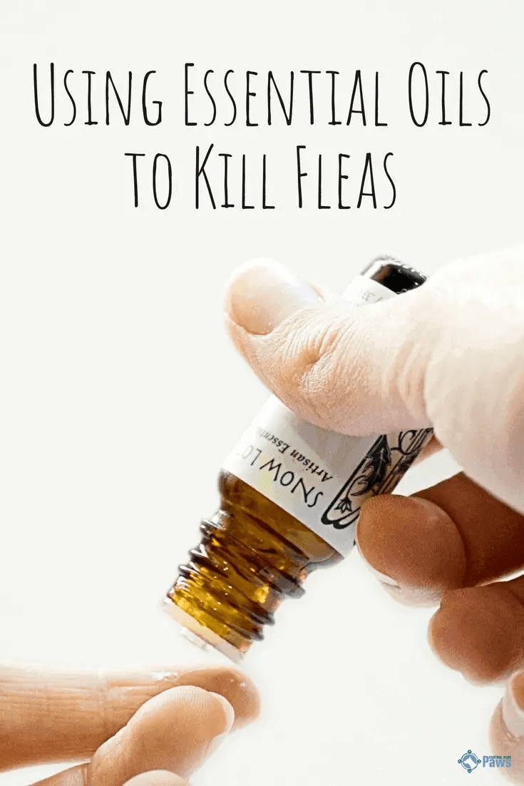 Essential Oils for Fleas Kill, Prevent, & Repel Fleas on