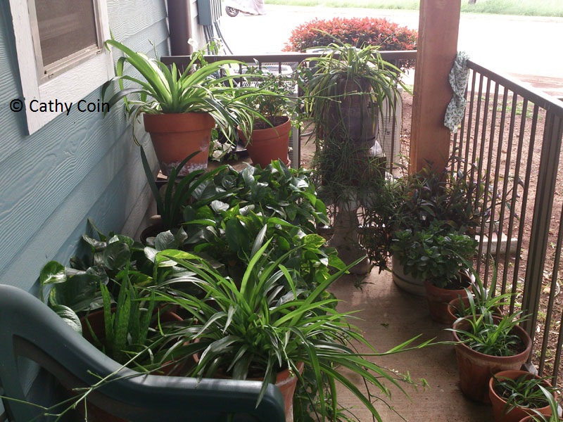 balcony garden fertilized with compost tea Central Texas Gardener