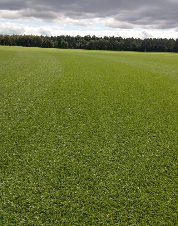 365 SS Kentucky Bluegrass Blend