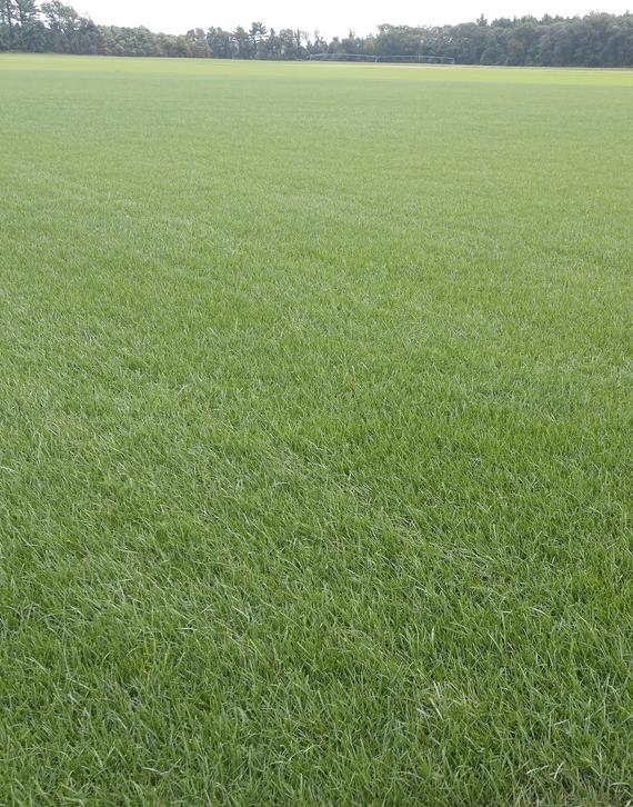 Summer Tall Fescue Blend