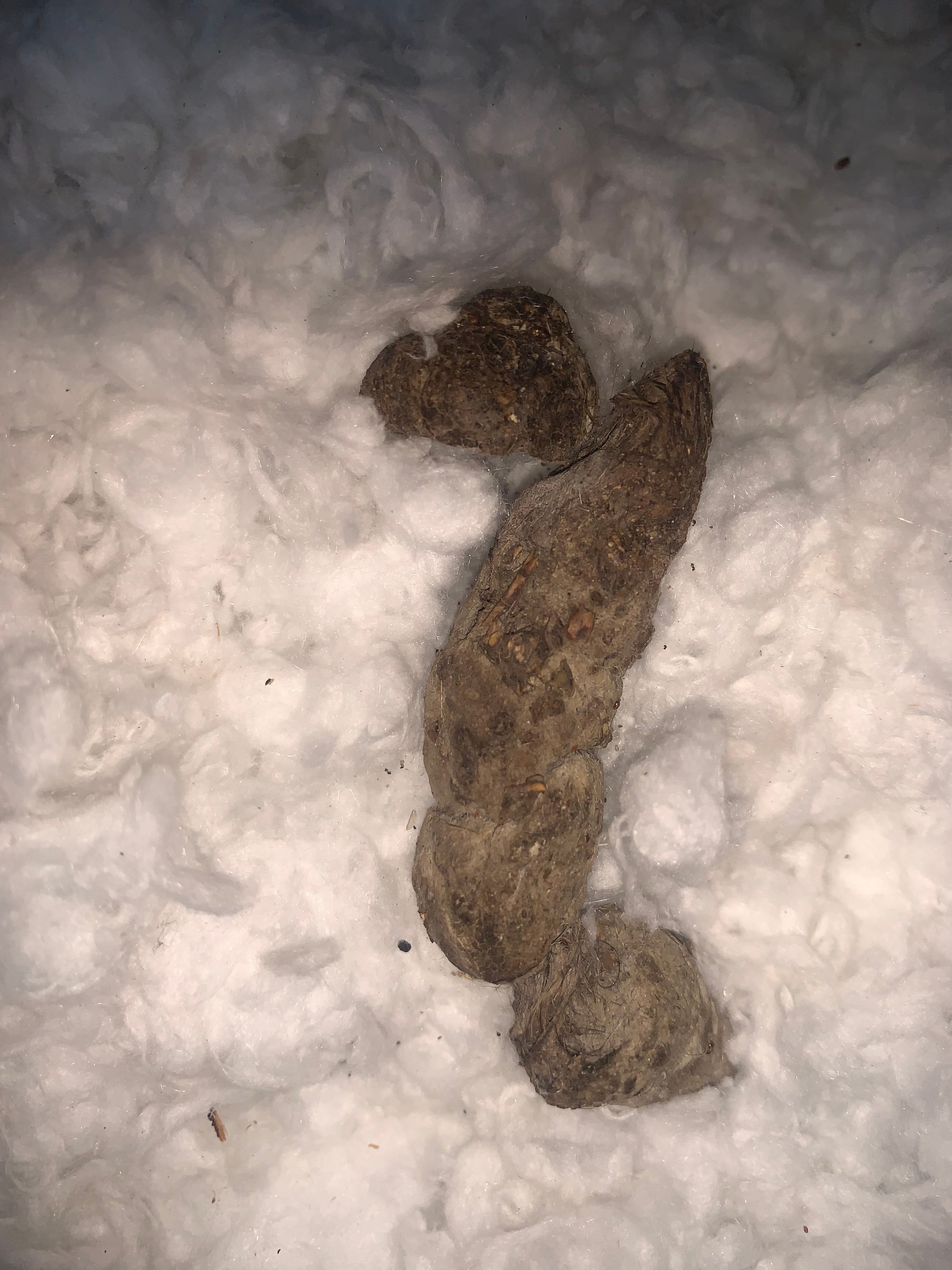 Nuisance Wildlife/Animal Poop Feces Identification Guide