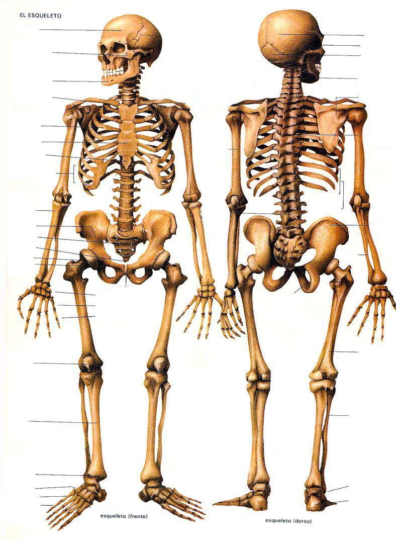 Juegos de Ciencias Juego de Huesos del cuerpo humano 5