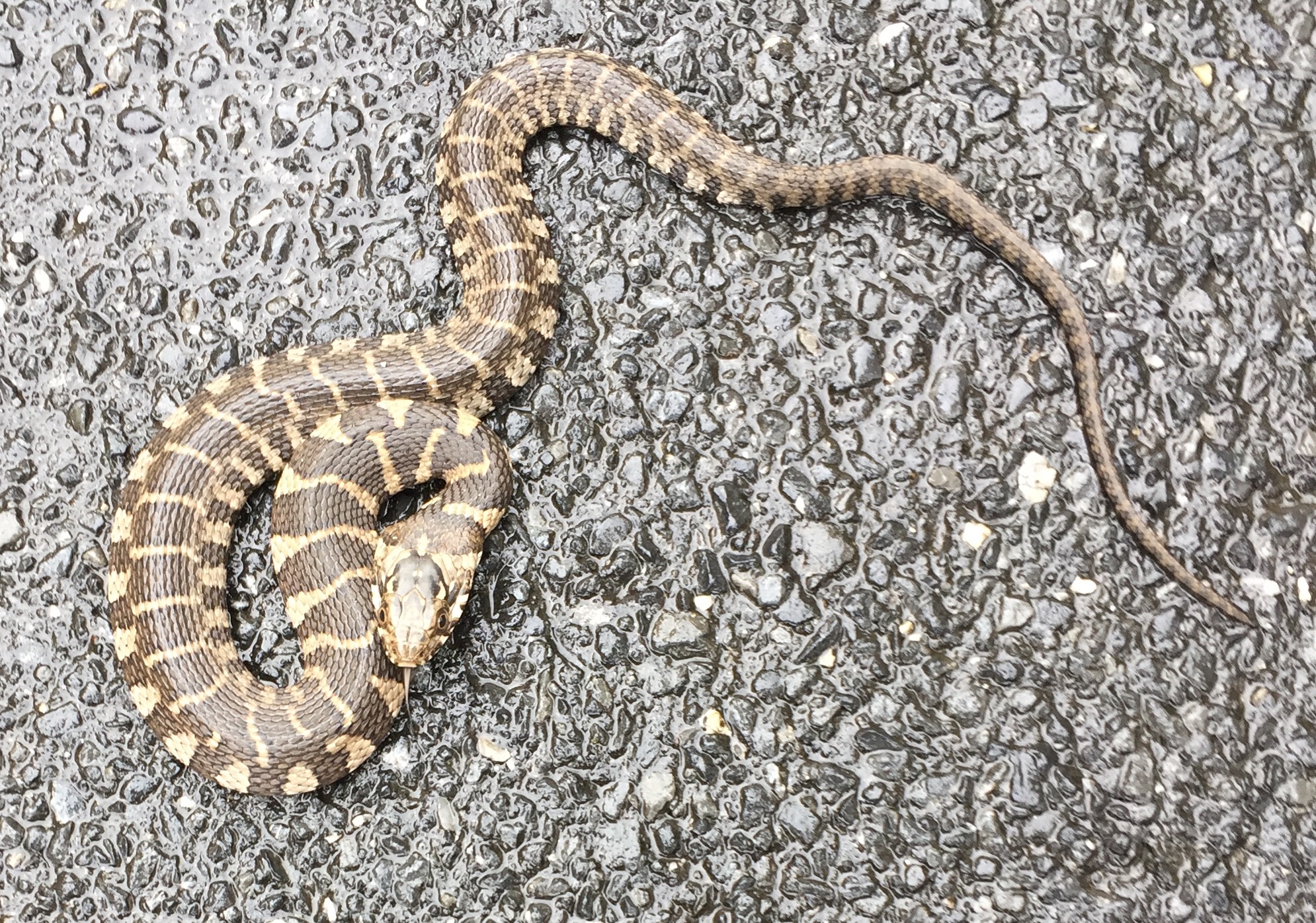 Baby Northern Water Snake will eat you alive!! r/wildlifephotography