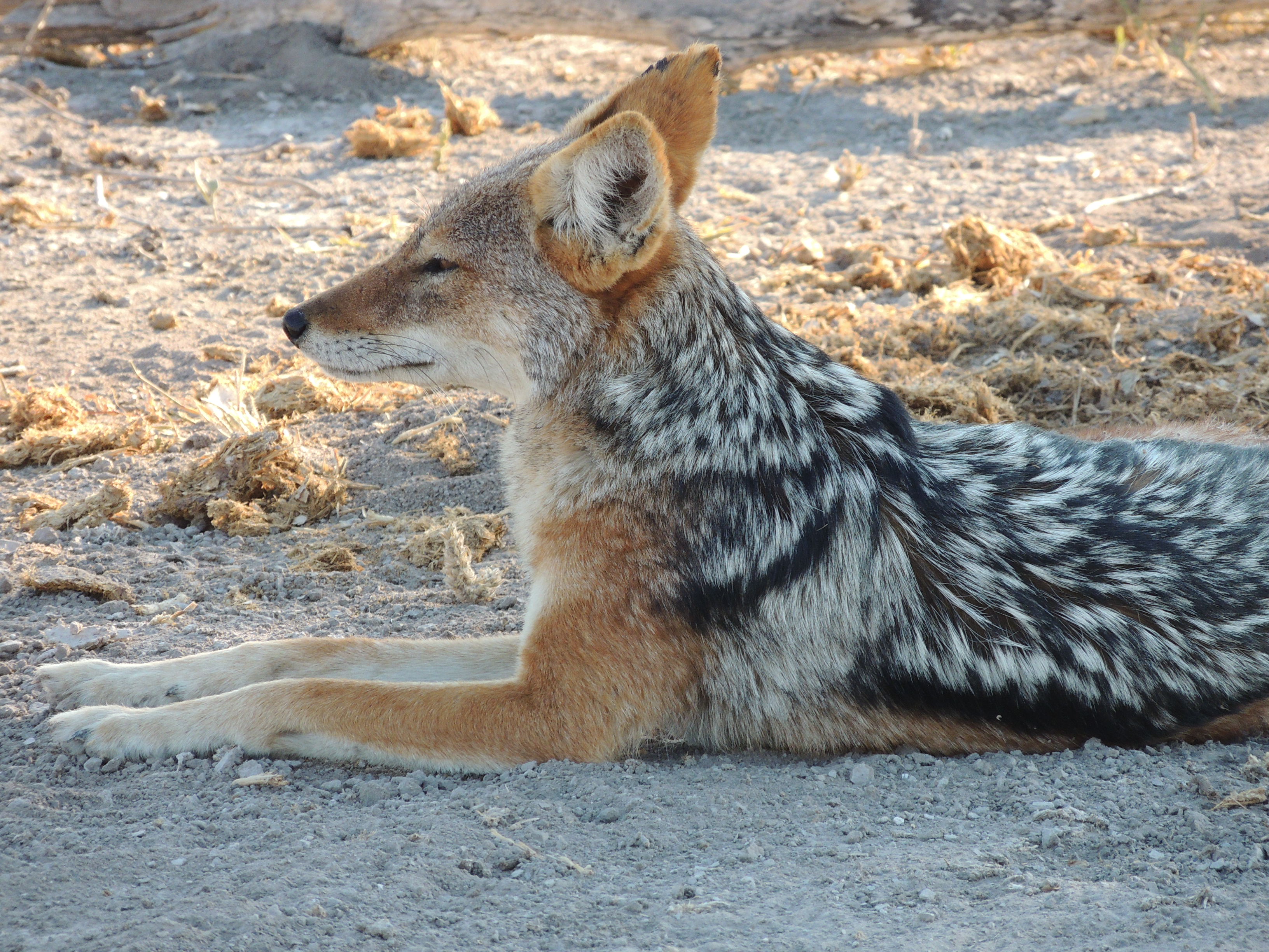 overview for skunkangel