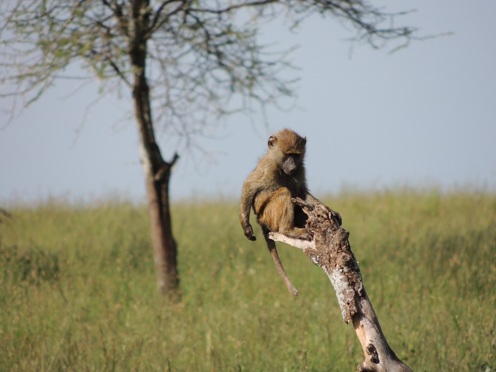 Olive baboon about to make a poop snowball. r/wildlifephotography