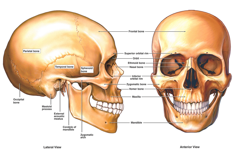 Spine and Brain Tumor and Anatomy CERN Foundation