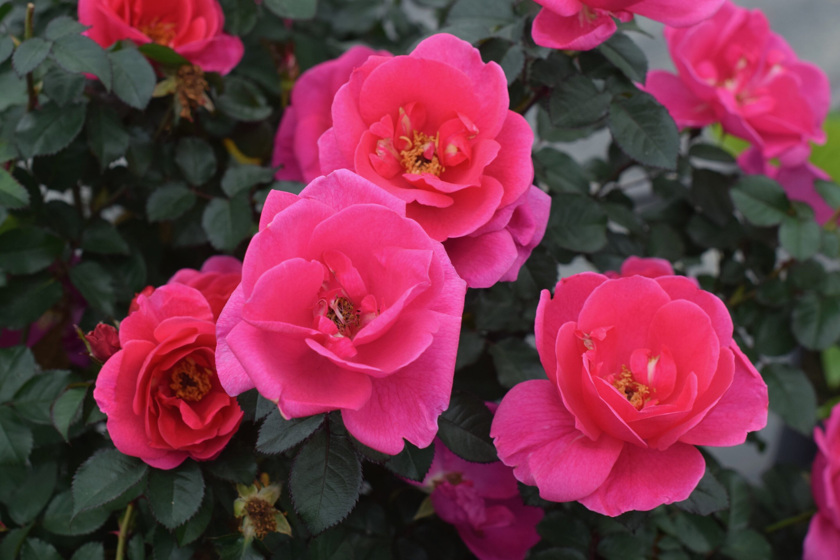 Pink Miracle™ Bare Root Certified Roses