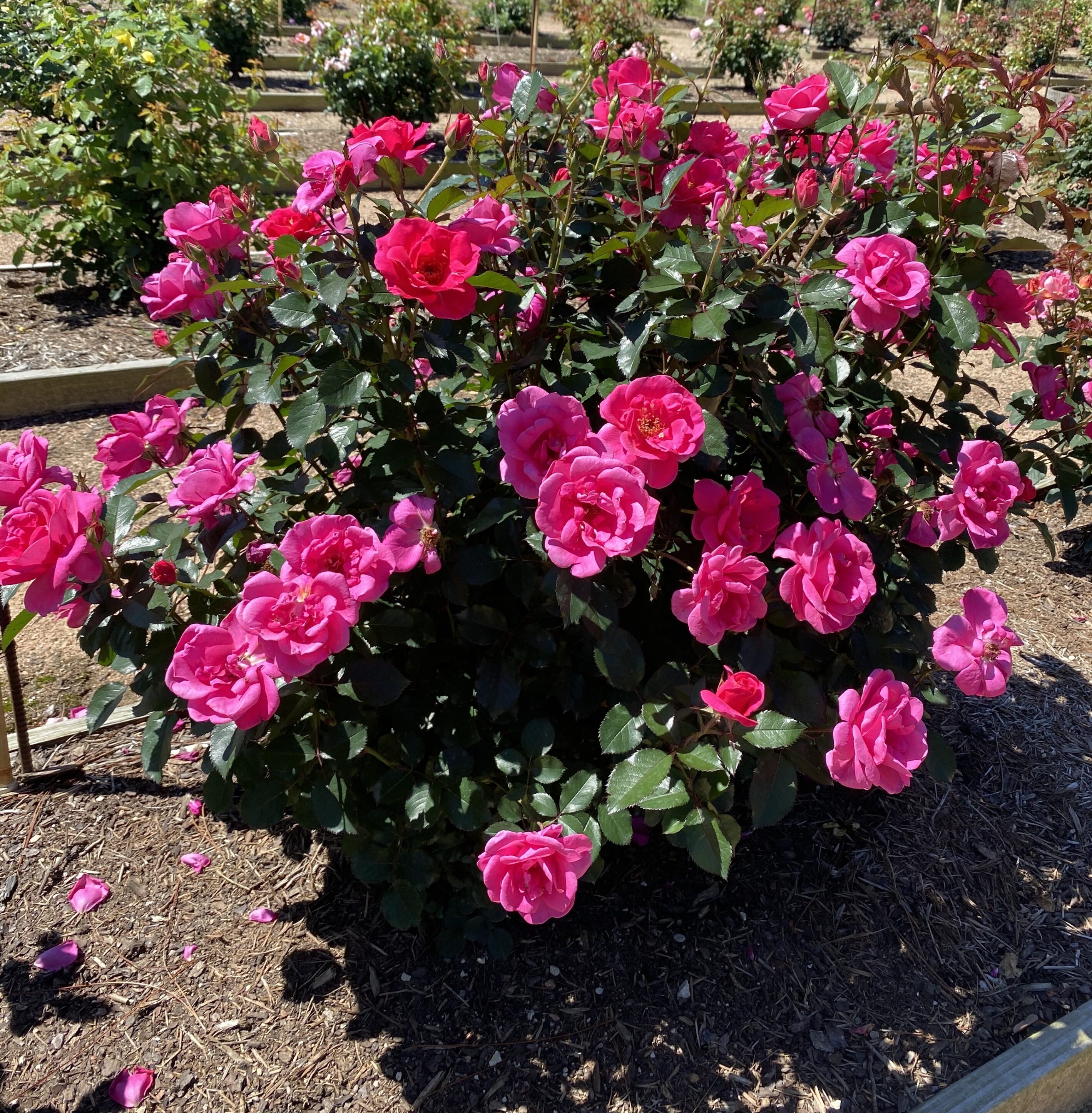 Pink Miracle™ Bare Root Certified Roses