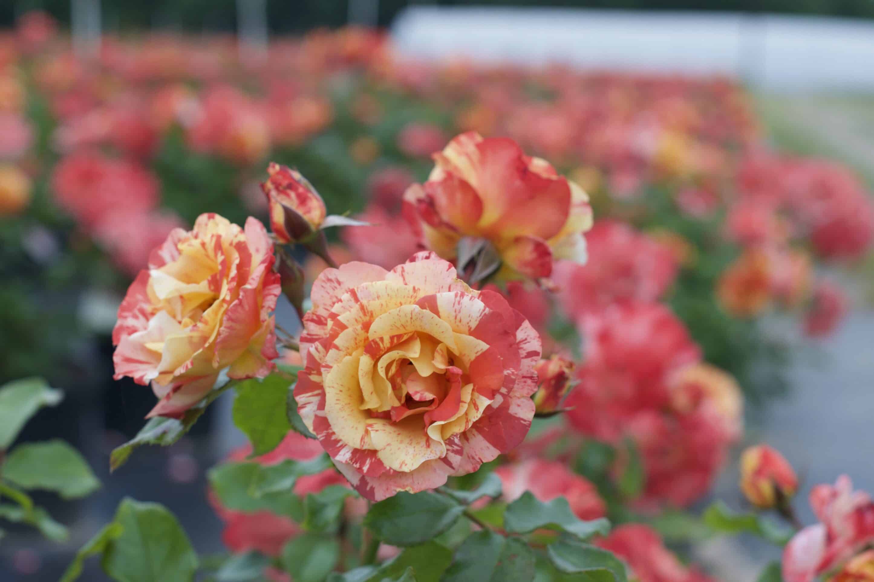 10 Perfect Roses for Zone 6 Certified Roses