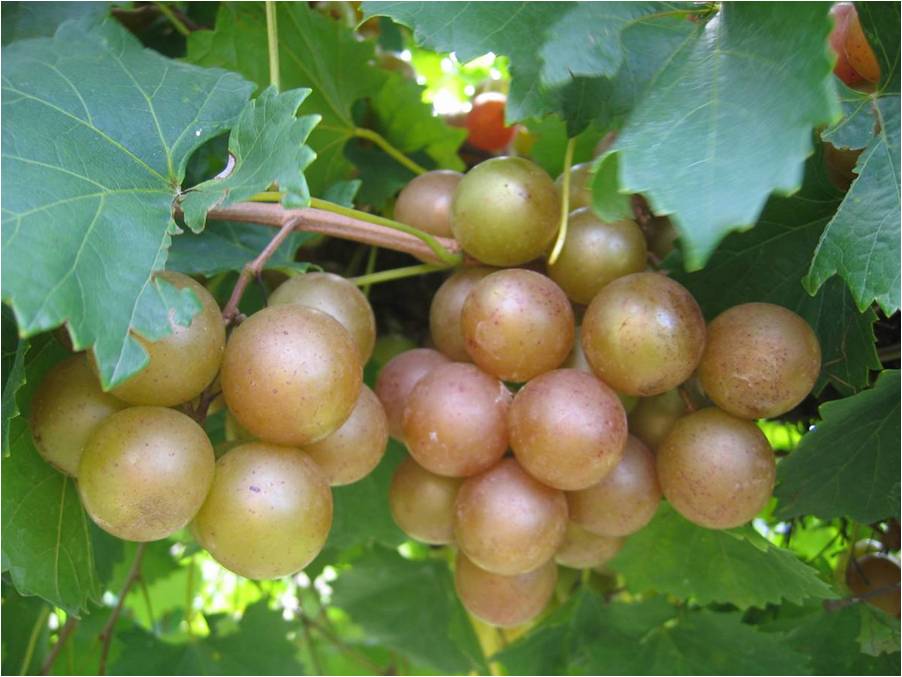 It’s Time for Muscadines! North Carolina Cooperative Extension